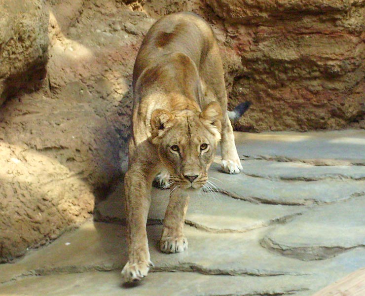 Löwin im Zoo Wuppertal im April 2008