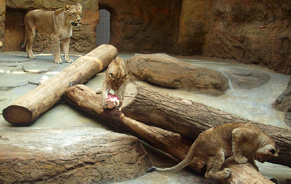 Malaika mit Aketi und Aru im Zoo Wuppertal im April 2008