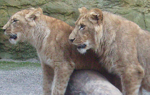 Zwei Junglöwen im Wuppertaler Zoo im Oktober 2008