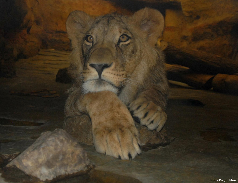 Der Löwenkater Aru im Wuppertaler Zoo im Dezember 2008 (Foto Birgit Klee)