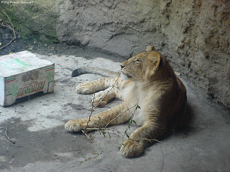 Jungtier im Zoologischen Garten Wuppertal im Mai 2008 (Foto Frank Gennes)