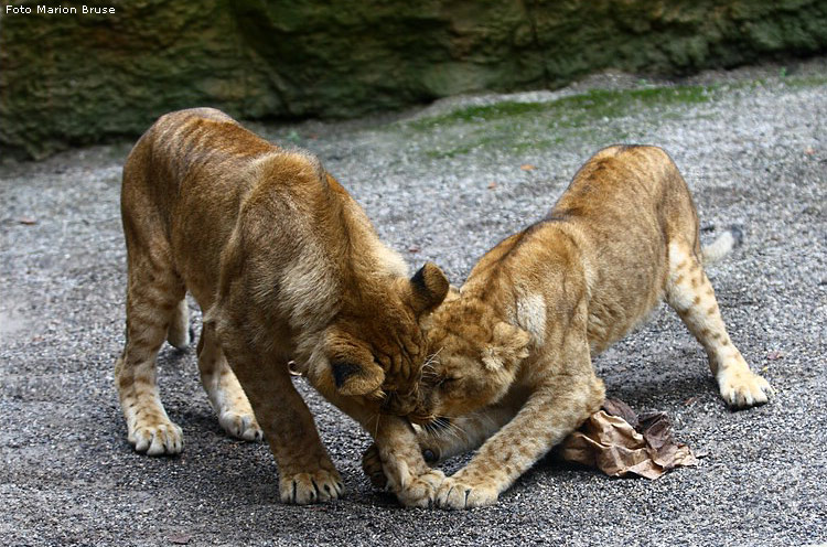 Löwenkater Aru und Löwenkatze Aketi im Wuppertaler Zoo im Oktober 2008 (Foto Marion Bruse)