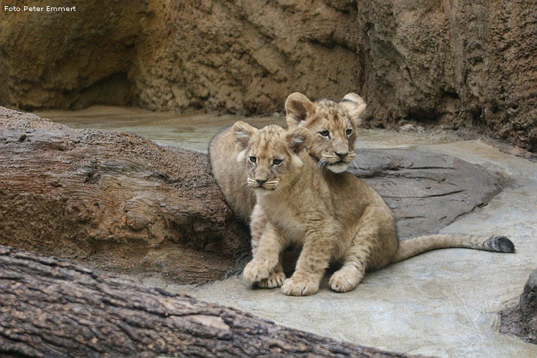 Drei Monate alte Junglöwen im Wuppertaler Zoo im Januar 2008 (Foto Peter Emmert)