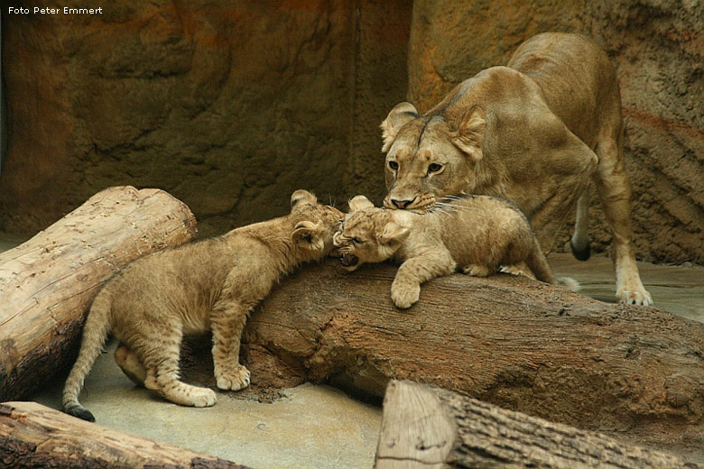 Junglöwen im Zoo Wuppertal im Januar 2008 (Foto Peter Emmert)