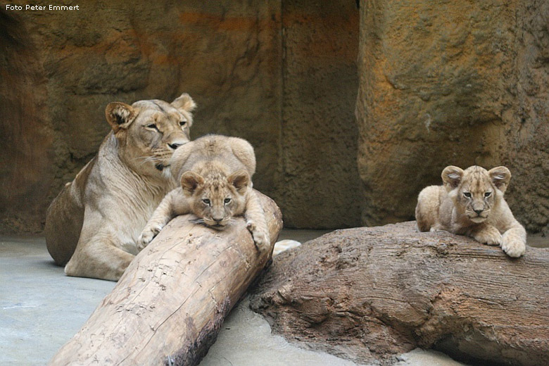 Junglöwen mit Löwenmutter im Zoologischen Garten Wuppertal im Januar 2008 (Foto Peter Emmert)