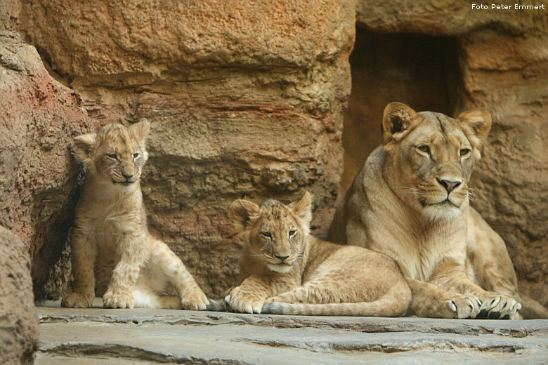 Junglöwen mit Löwenmutter im Wuppertaler Zoo im Januar 2008 (Foto Peter Emmert)