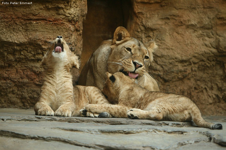 Löwenzungen im Zoo Wuppertal im Januar 2008 (Foto Peter Emmert)