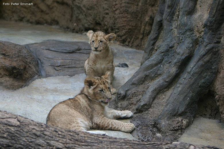 Junglöwen im Zoologischen Garten Wuppertal im Februar 2008 (Foto Peter Emmert)