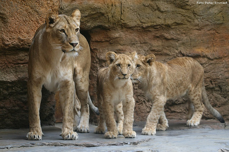 Löwin Malaika mit Löwenkatze Aketi und Löwenkater Aru im Zoo Wuppertal im Mai 2008 (Foto Peter Emmert)