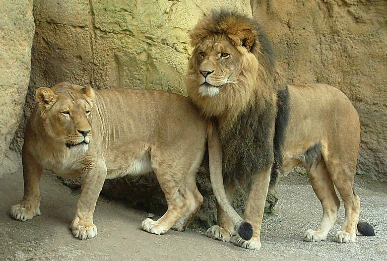 Löwin Kisangani mit Löwe Massai im Zoologischen Garten Wuppertal im April 2008