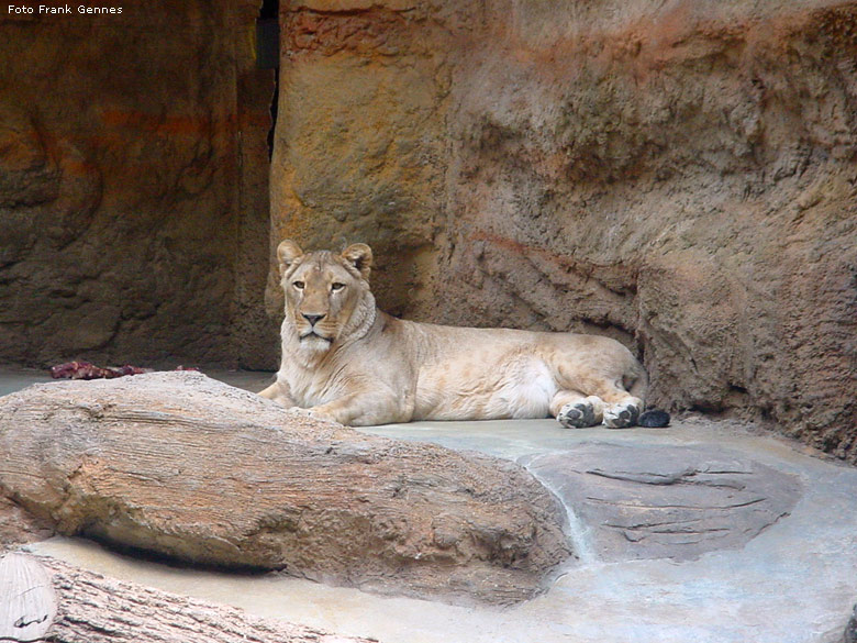 Löwin Kisangani im Wuppertaler Zoo im Mai 2008 (Foto Frank Gennes)