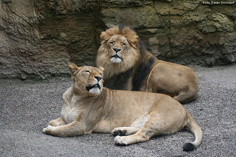 Löwin Kisangani mit Löwe Massai im Wuppertaler Zoo im Mai 2008 (Foto Peter Emmert)