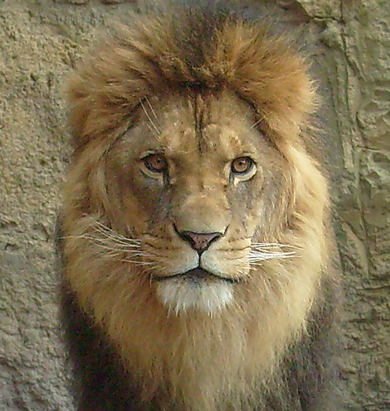 Löwe im Zoo Wuppertal im April 2008