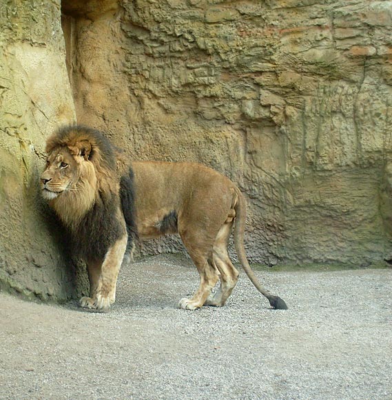 Löwe im Zoo Wuppertal im April 2008