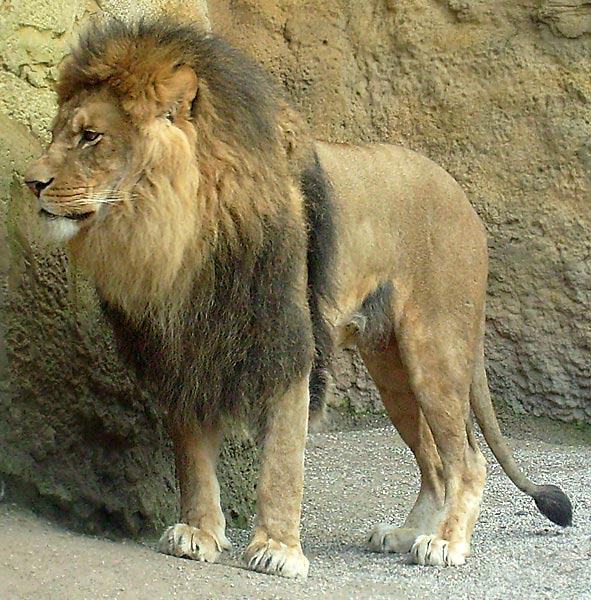 Löwe im Zoo Wuppertal im April 2008