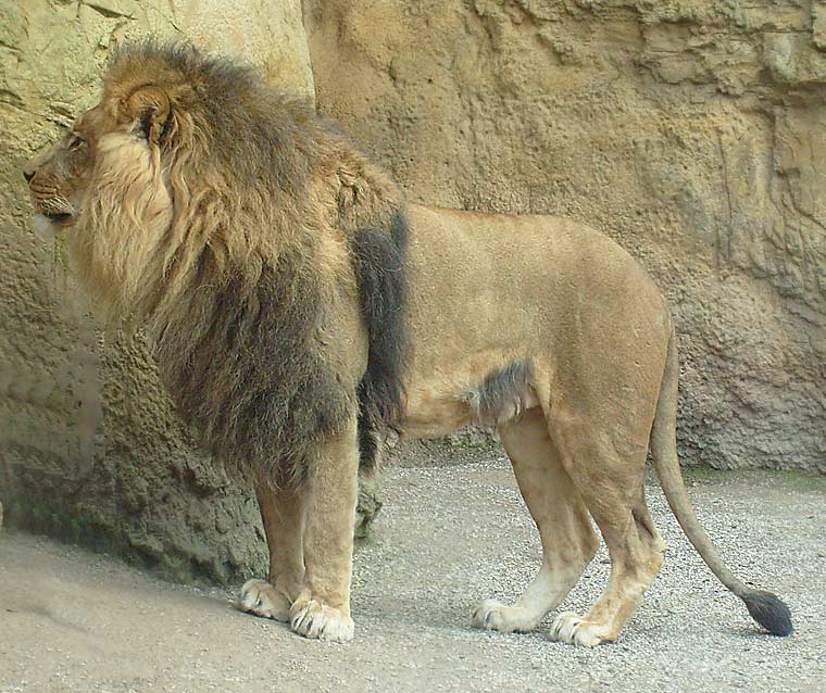 Löwe im Zoo Wuppertal im April 2008