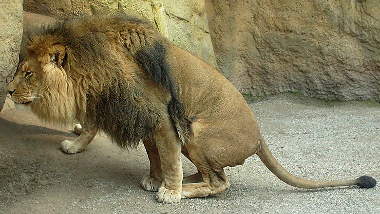 Löwe im Zoo Wuppertal im April 2008