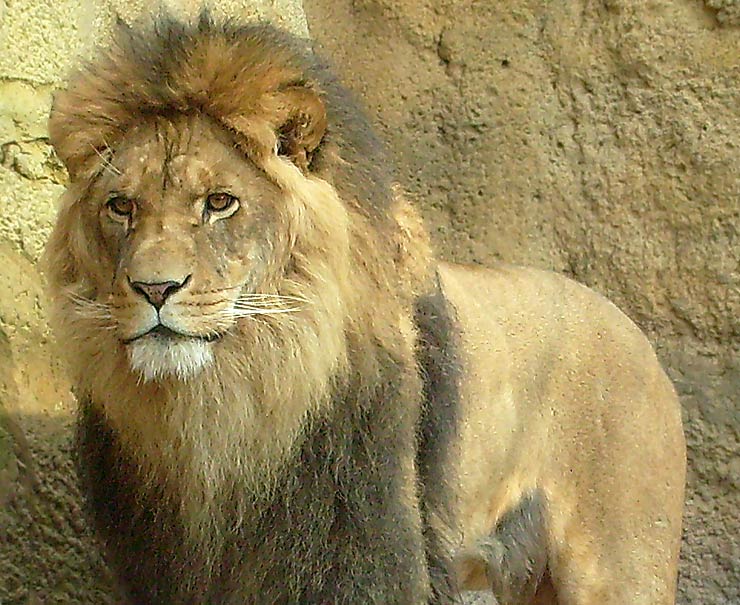 Löwe im Zoo Wuppertal im April 2008