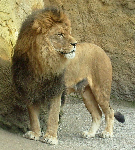 Löwe im Zoo Wuppertal im April 2008