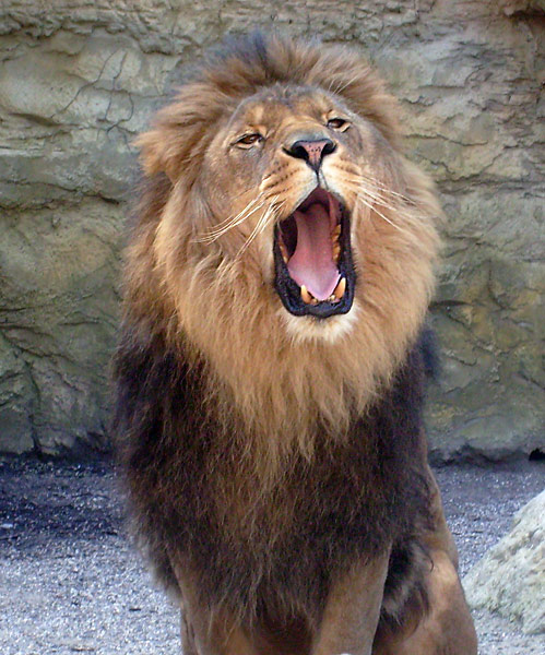 Der Löwe Massai im Zoologischen Garten Wuppertal im April 2008