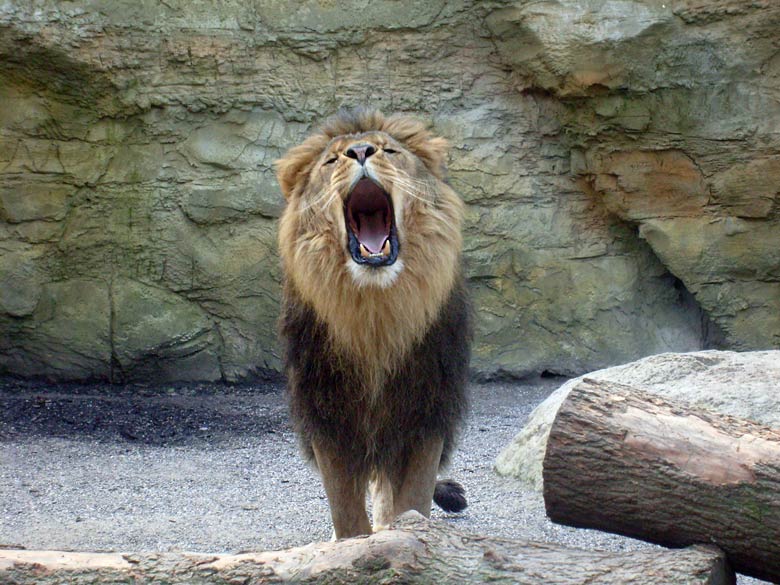 Löwe im Zoo Wuppertal im April 2008