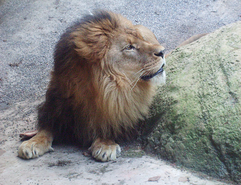 Der Löwe Massai im Wuppertaler Zoo am 31. Januar 2009