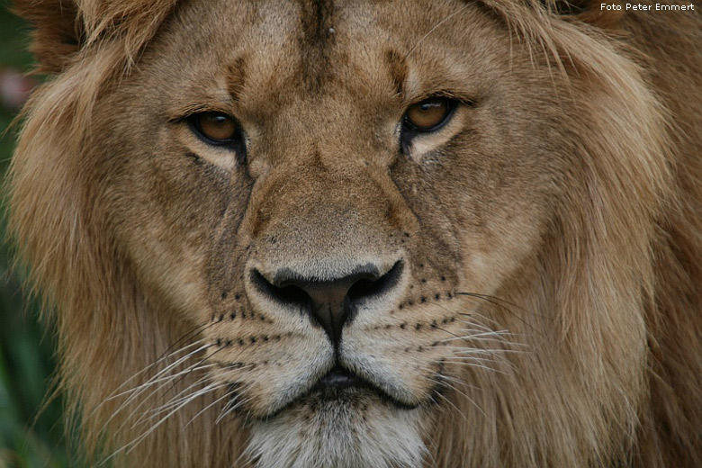 Der Löwe Massai im Zoo Wuppertal im Oktober 2008 (Foto Peter Emmert)