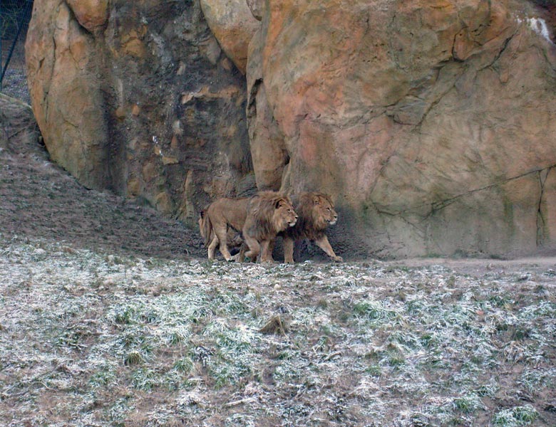 Männliche Junglöwen im Zoologischen Garten Wuppertal im Januar 2009