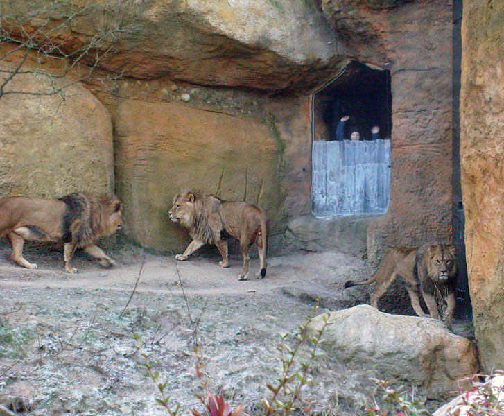 Männliche Junglöwen im Zoo Wuppertal im Januar 2009