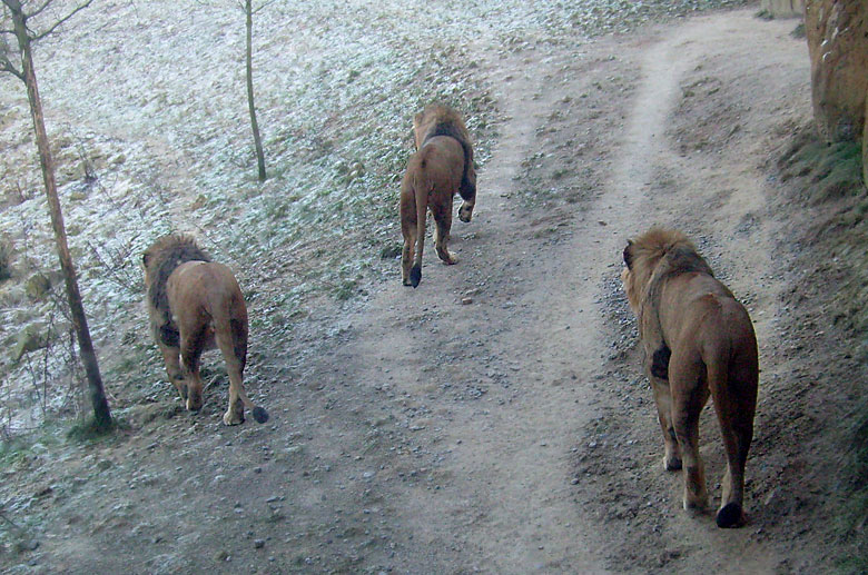 Männliche Junglöwen im Zoo Wuppertal im Januar 2009