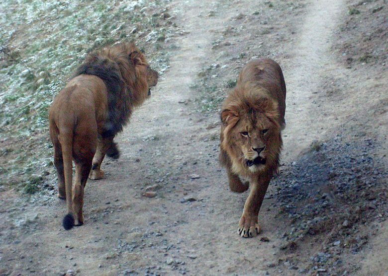 Männliche Junglöwen im Wuppertaler Zoo im Januar 2009