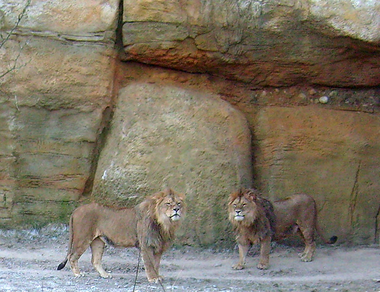 Männliche Junglöwen im Zoologischen Garten Wuppertal im Januar 2009