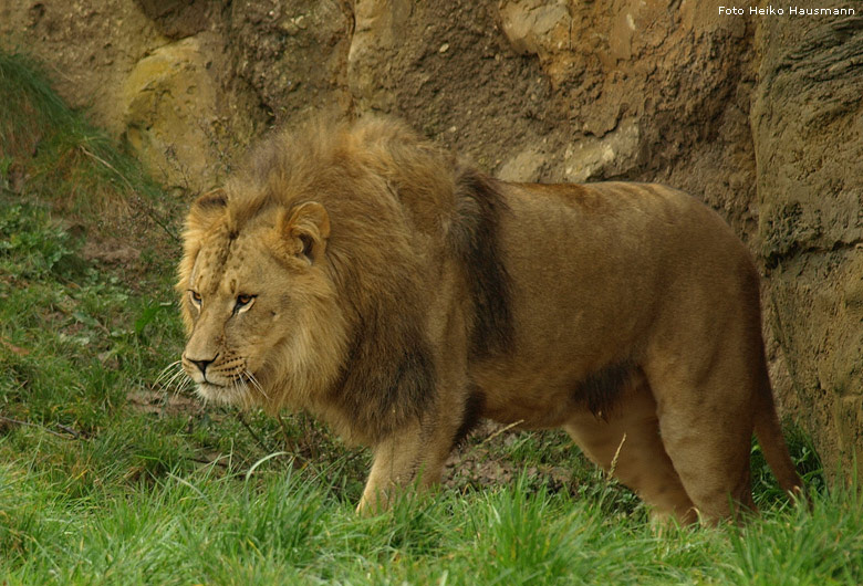 Männlicher Junglöwe im Zoologischen Garten Wuppertal im Oktober 2008 (Foto Heiko Hausmann)