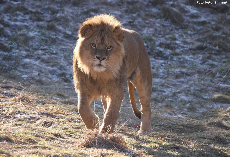 Männlicher Junglöwe im Zoo Wuppertal im Januar 2009 (Foto Peter Emmert)