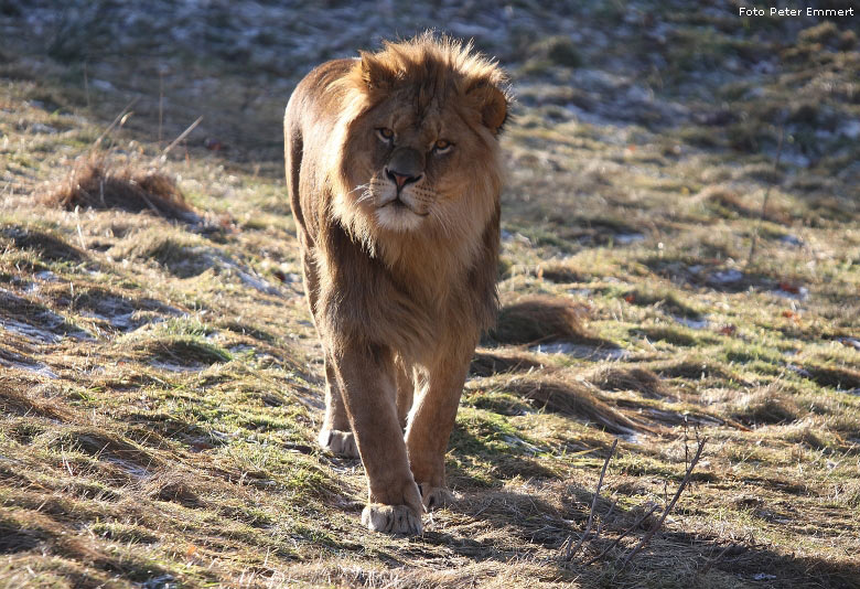 Männlicher Junglöwe im Zoologischen Garten Wuppertal im Januar 2009 (Foto Peter Emmert)