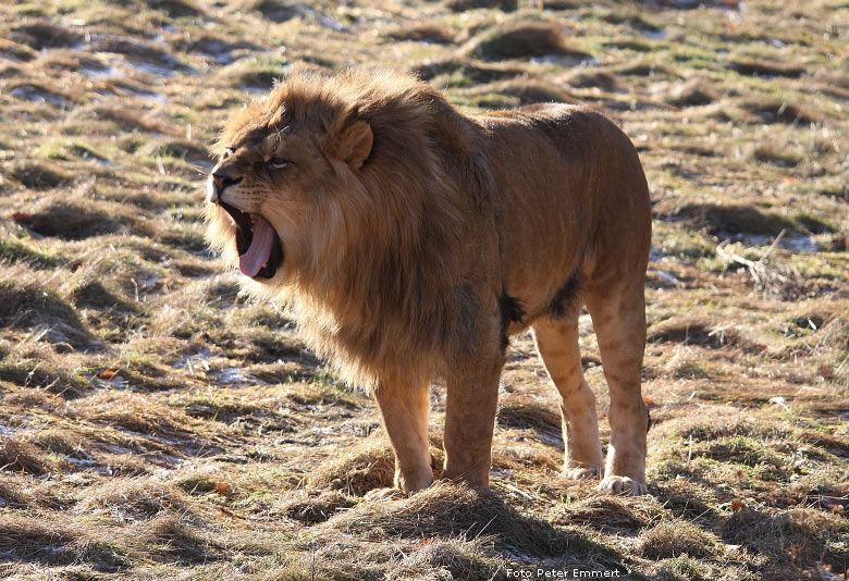 Männlicher Junglöwe im Wuppertaler Zoo im Januar 2009 (Foto Peter Emmert)