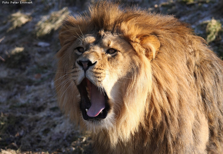 Männlicher Junglöwe im Wuppertaler Zoo im Januar 2009 (Foto Peter Emmert)