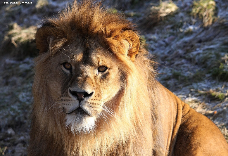 Männlicher Junglöwe im Zoologischen Garten Wuppertal im Januar 2009 (Foto Peter Emmert)