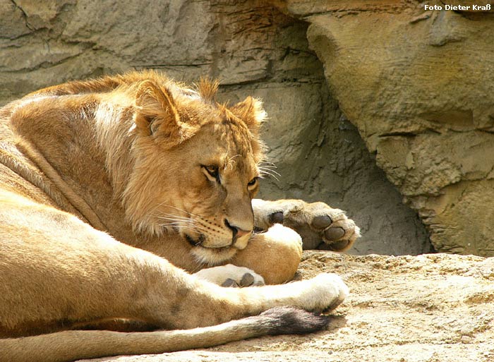 Löwe im Wuppertaler Zoo im Juli 2007 (Foto Dieter Kraß)