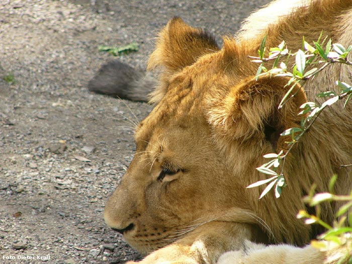 Löwe im Zoo Wuppertal im Juli 2007 (Foto Dieter Kraß)