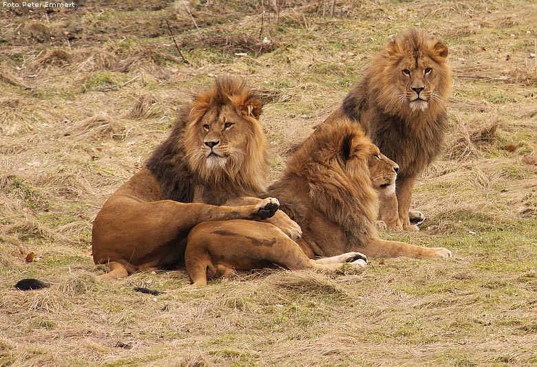 Männlicher Junglöwe im Wuppertaler Zoo im Februar 2009 (Foto Peter Emmert)