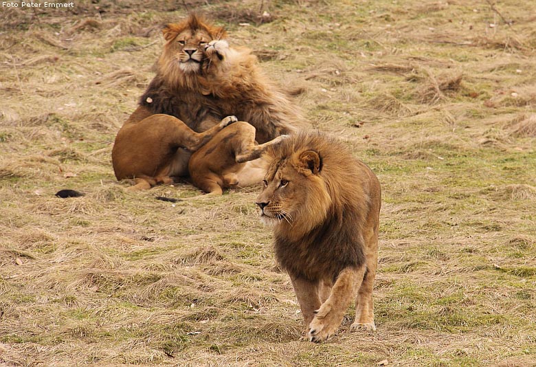 Männlicher Junglöwe im Zoo Wuppertal im Februar 2009 (Foto Peter Emmert)