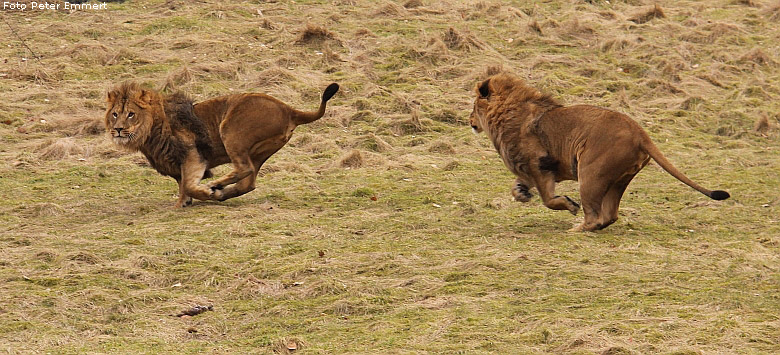 Männlicher Junglöwe im Zoologischen Garten Wuppertal im Februar 2009 (Foto Peter Emmert)