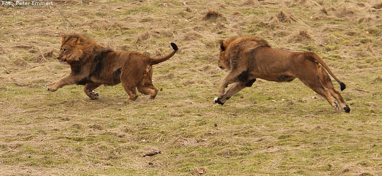 Männlicher Junglöwe im Wuppertaler Zoo im Februar 2009 (Foto Peter Emmert)