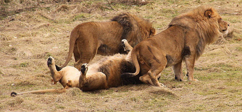 Männlicher Junglöwe im Zoo Wuppertal im Februar 2009 (Foto Peter Emmert)