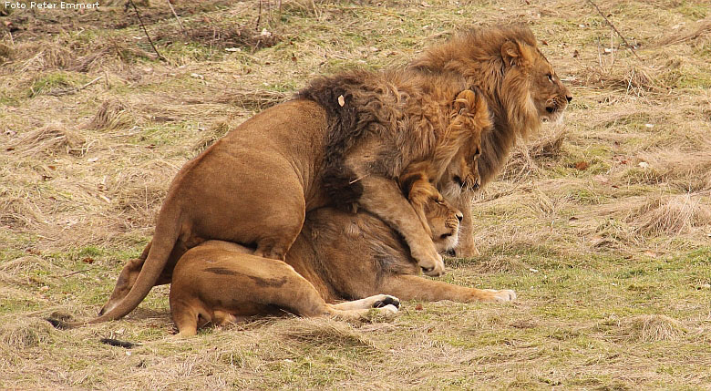 Männlicher Junglöwe im Zoologischen Garten Wuppertal im Februar 2009 (Foto Peter Emmert)