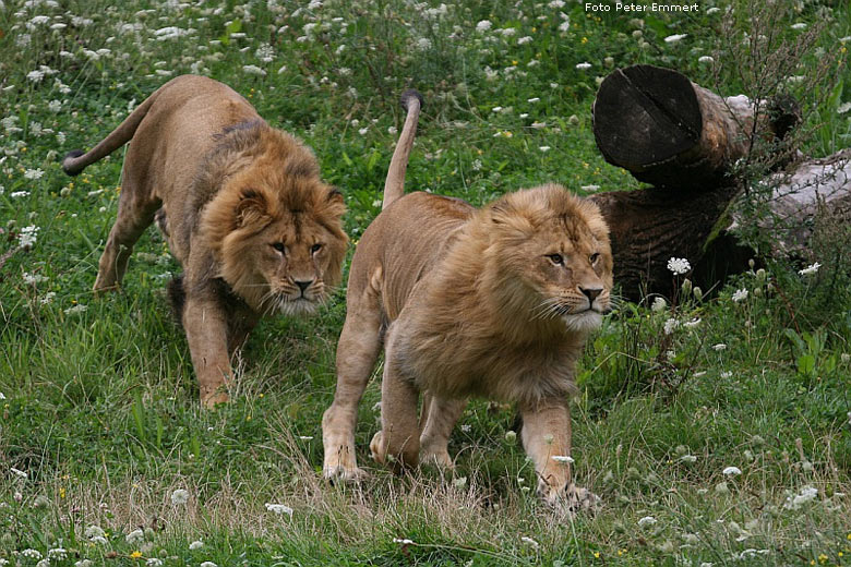 Zwei Junglöwen im Wuppertaler Zoo im August 2008 (Foto Peter Emmert)