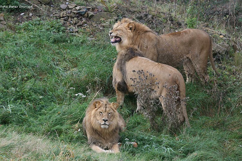 Drei Junglöwen im Zoologischen Garten Wuppertal im Oktober 2008 (Foto Peter Emmert)