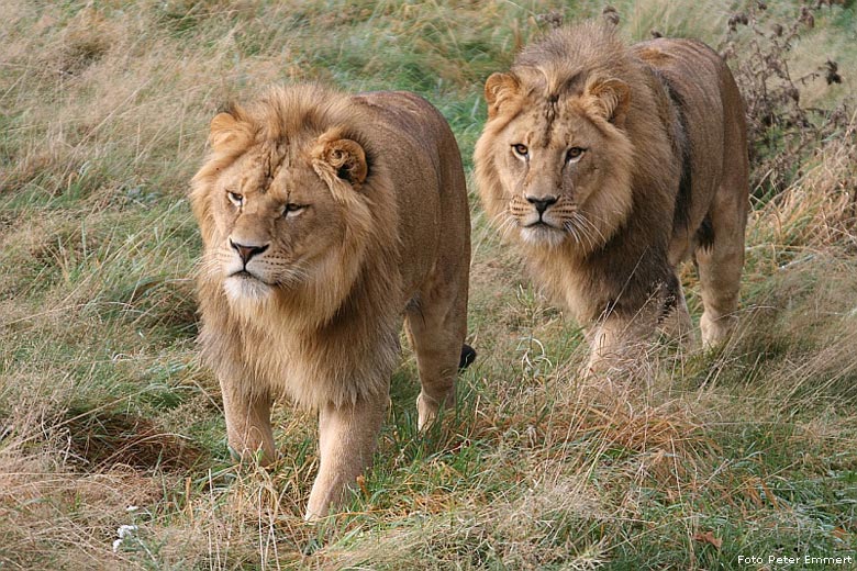 Zwei Junglöwen im Zoo Wuppertal im Oktober 2008 (Foto Peter Emmert)