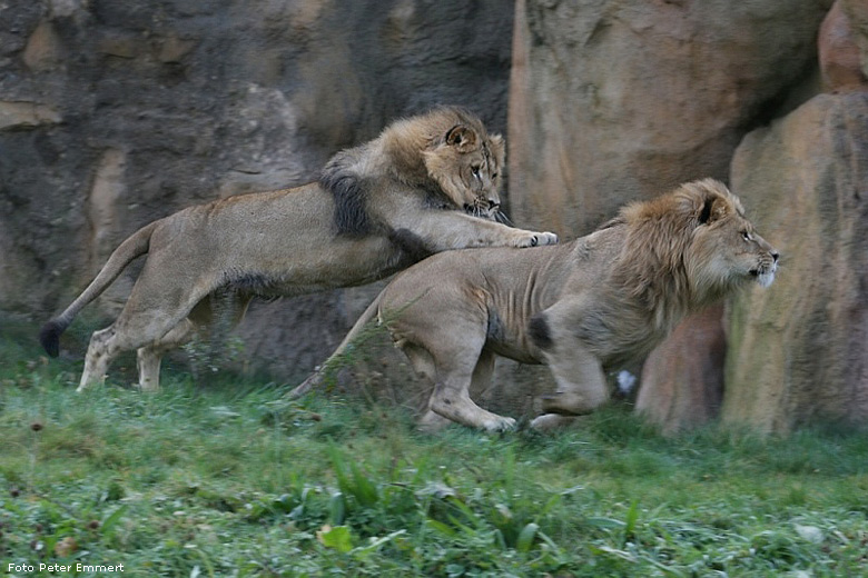 Zwei Junglöwen im Wuppertaler Zoo im Oktober 2008 (Foto Peter Emmert)